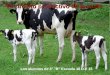 Cirucuito productivo leche 3 b