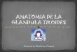 Anatomia De La Glandula Tiroides