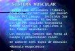 Sistema Muscular Generalidades