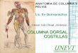 Anatomia de columna Dorsal y Costillas