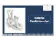 Anatomia sistema cardiovascular
