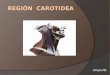Region carotidia ppt_(1)
