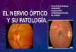 El nervio óptico y su patología