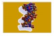 Duplicación de ADN y Transcripcion de ADN para formar ARN