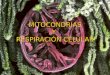 Mitocondrias y respiración celular
