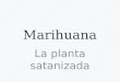 Marihuana. la planta satanizada
