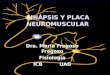 Sinapsis Y Placa Neuromuscular  I Completa