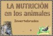 Nutricion invertebrados 1bach