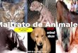 EL MALTRATO CONTRA LOS ANIMALES POR: VICTOR PAGAN