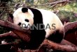 Salva los Pandas