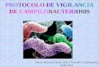 (2013-05-24) PROTOCOLO DE VIGILANCIA DE CAMPILOBACTERIOSIS (ppt)