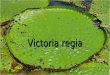 Vitória régia - O nenufar gigante