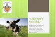 mastitis en bovinos