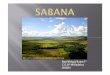 Ecosistemas: Sabana