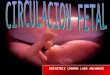 Circulacion fetal 2012