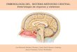 Embriología del sistema nervioso central (S.N.C)