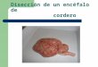 Powerpoint de la disección de un encéfalo de cordero  sandra vargas garcía 3ºb