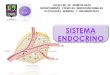 Clase de endocrino thalia