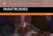 10. paratiroides, anatomia, embrioloigia, histologia fsiolo