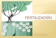 Fertilizacion en Invernaderos