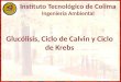 Glucólisis, ciclos de Calvin y Krebs