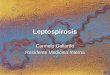 HOMELPAVI - Terapia Intensiva - Leptospirosis