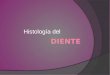 Diente  histologia  2014