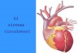 El sistema circulatori