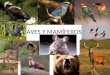 Aves y mamíferos