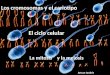 Cariotipos mitosis y meiosis