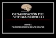 Clase 2 - Organización Del Sitema Nervioso