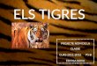 Projecte dels tigres