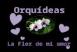 Orquideas, la flor de mi amor