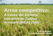 1183-Arroz competitivo:A través del Sistema Intensivo de Cultivo Arrocero (SICA) (SRI)
