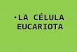Celulas Eucariotas PPT