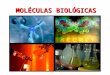 MoléCulas BiolóGicas