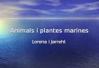 Animals I Plantes Marines