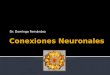 Conexiones neuronales