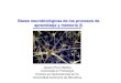 Bases neurales del aprendizaje y la memoria (I)