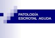 Patología escrotal aguda