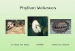 Phyllum moluscos