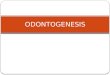 Odontogenesis  clase 2