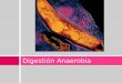 Digestion anaerobia