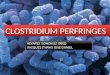 Clostridium perfringens, taxonomía y enfermedades