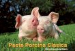 Colera Porcino ó Peste porcina clásica