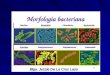 Morfolog+¡A Y Estructura Bacteriana