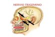 Anestesiología dental - Nervio trigémino