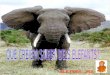 Q Creiem Saber Dels Elefants