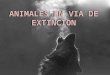 Animales en via de extincion