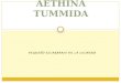 Aethina tumida